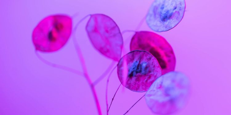 Πρώιμη Εμμηνόπαυση