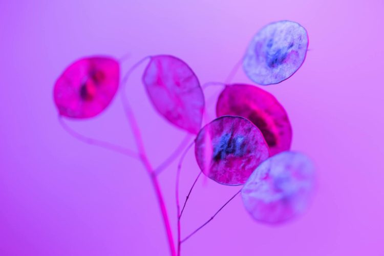 Πρώιμη Εμμηνόπαυση