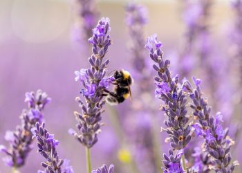 Οι θεραπευτικές ιδιότητες της λεβάντας