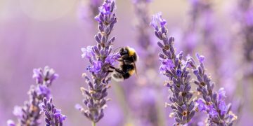 Οι θεραπευτικές ιδιότητες της λεβάντας