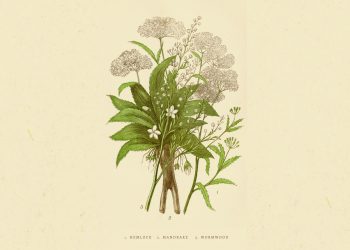 Μανδραγόρας