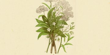 Μανδραγόρας