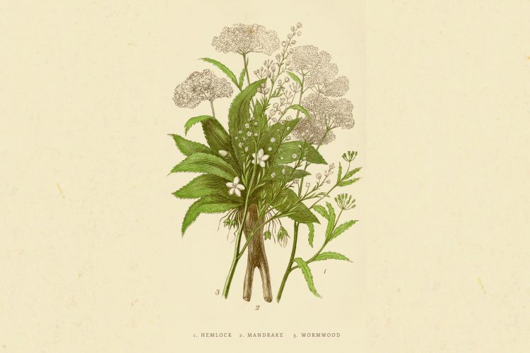 Μανδραγόρας