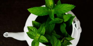 Οι θεραπευτικές ιδιότητες της μέντας