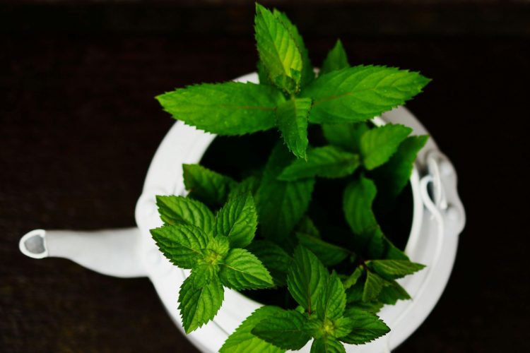 Οι θεραπευτικές ιδιότητες της μέντας