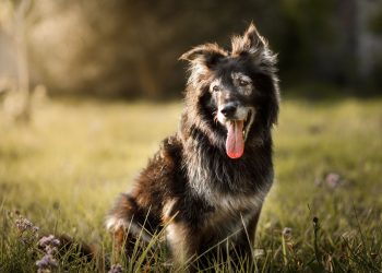 Αντιγηραντικό χάπι για σκύλους παίρνει προέγκριση