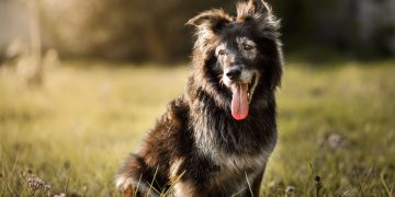 Αντιγηραντικό χάπι για σκύλους παίρνει προέγκριση