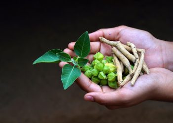 Ashwagandha