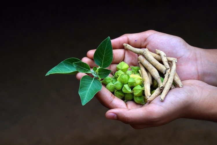 Ashwagandha