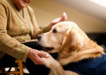 Εσείς γνωρίζετε ότι υπάρχουν σκύλοι που μπορούν να μυρίσουν σοβαρές ασθένειες;