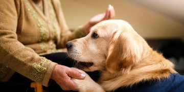 Εσείς γνωρίζετε ότι υπάρχουν σκύλοι που μπορούν να μυρίσουν σοβαρές ασθένειες;