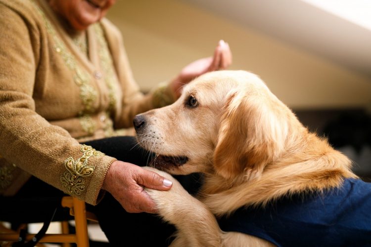 Εσείς γνωρίζετε ότι υπάρχουν σκύλοι που μπορούν να μυρίσουν σοβαρές ασθένειες;