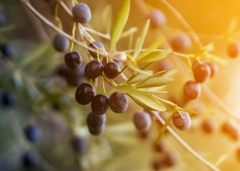 Συμπλήρωμα διατροφής από ελιές Καλαμών