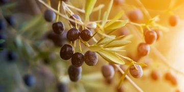 Συμπλήρωμα διατροφής από ελιές Καλαμών