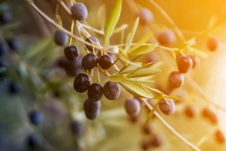Συμπλήρωμα διατροφής από ελιές Καλαμών
