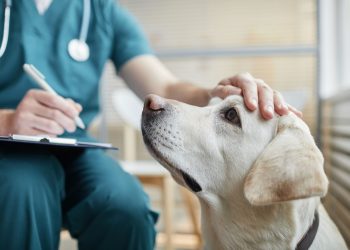 Θεραπεία με σκύλους στο νοσοκομείο Μεταξά