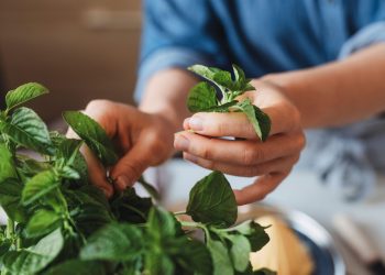 Η μαγεία των βοτάνων και πώς να τα χρησιμοποιήσετε
