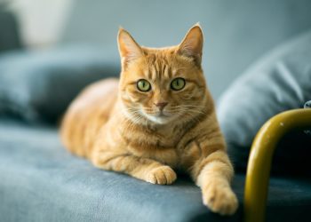 Στις κοκκινομάλλες γάτες λείπει τμήμα του γενετικού κώδικα