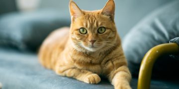 Στις κοκκινομάλλες γάτες λείπει τμήμα του γενετικού κώδικα