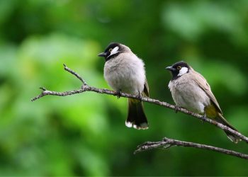 Το να ακούτε τα πουλιά να κελαηδούν πραγματικά ηρεμεί τον εγκέφαλό σας. Να γιατί.