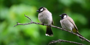 Το να ακούτε τα πουλιά να κελαηδούν πραγματικά ηρεμεί τον εγκέφαλό σας. Να γιατί.