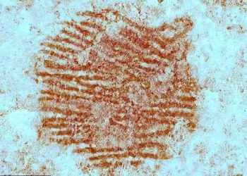 Μια κόκκινη κουκκίδα, ένα δακτυλικό αποτύπωμα και η έκπληξη των Νεάντερταλ