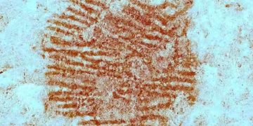 Μια κόκκινη κουκκίδα, ένα δακτυλικό αποτύπωμα και η έκπληξη των Νεάντερταλ