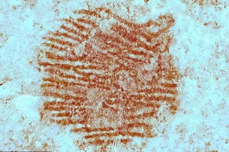 Μια κόκκινη κουκκίδα, ένα δακτυλικό αποτύπωμα και η έκπληξη των Νεάντερταλ