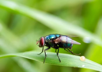 Πώς να διώξετε τις μύγες χωρίς χημικά
