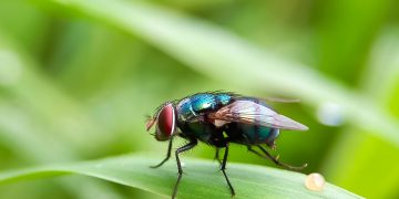 Πώς να διώξετε τις μύγες χωρίς χημικά