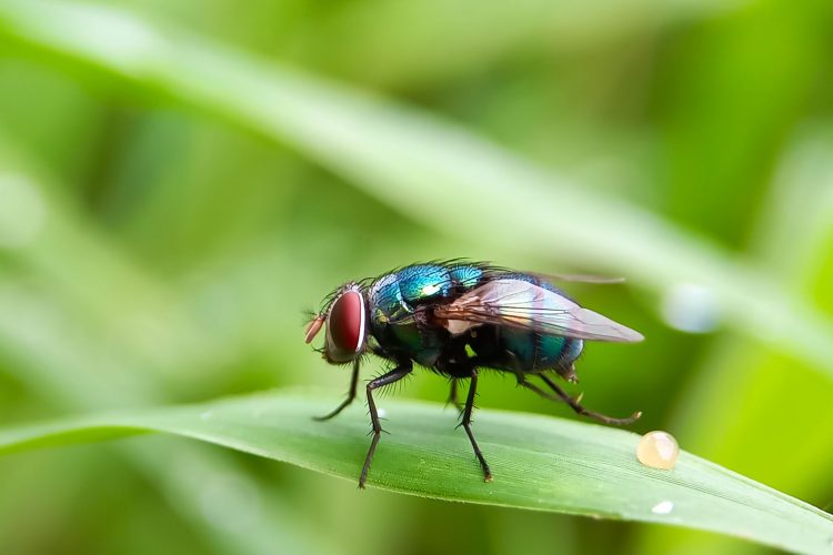 Πώς να διώξετε τις μύγες χωρίς χημικά
