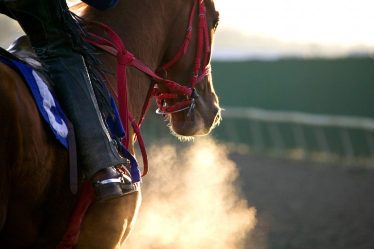Τα άλογα κούρσας κρατάνε το κλειδί για τη διάσωση ανθρώπινων ζωών