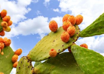 Τα φραγκόσυκα είναι υπερτροφή αλλά πως τα καθαρίζουμε;