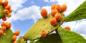 Τα φραγκόσυκα είναι υπερτροφή αλλά πως τα καθαρίζουμε;