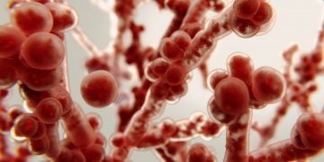 Ανθεκτικός στα φάρμακα μύκητας αναπτύσσεται ραγδαία στα νοσοκομεία της Ευρώπης