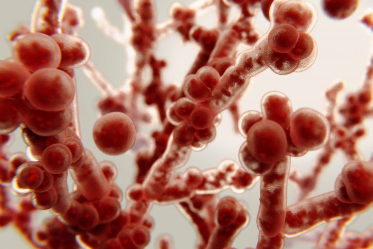 Ανθεκτικός στα φάρμακα μύκητας αναπτύσσεται ραγδαία στα νοσοκομεία της Ευρώπης