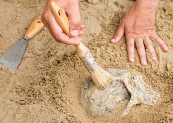 Η μελέτη κρανίου εκατομμυρίων ετών αλλάζει τα δεδομένα της ανθρώπινης εξέλιξης 