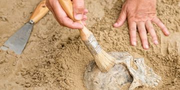 Η μελέτη κρανίου εκατομμυρίων ετών αλλάζει τα δεδομένα της ανθρώπινης εξέλιξης 