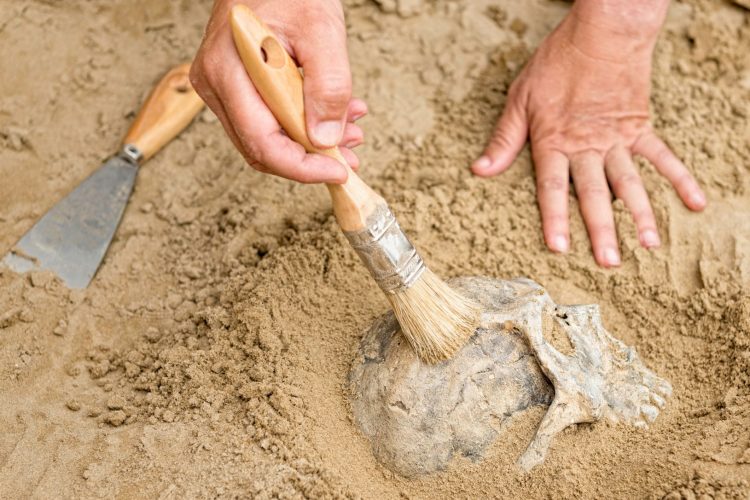 Η μελέτη κρανίου εκατομμυρίων ετών αλλάζει τα δεδομένα της ανθρώπινης εξέλιξης 