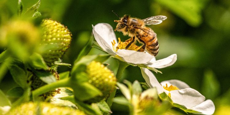Επιστήμονες έχουν αναπτύξει μια «υπερτροφή» για τις μέλισσες.