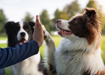 Τα 3 είδη ζώων που εντοπίζουν ασθένειες
