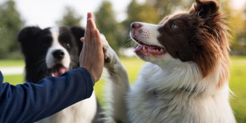 Τα 3 είδη ζώων που εντοπίζουν ασθένειες