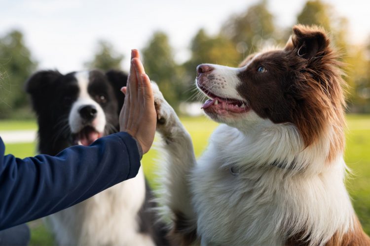 Τα 3 είδη ζώων που εντοπίζουν ασθένειες