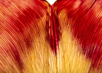 Ξηρότητα του κόλπου: Τι είναι, γιατί συμβαίνει, ποιες είναι οι σύγχρονες θεραπείες και τι πρέπει να προσέξετε