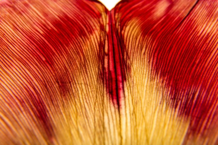 Ξηρότητα του κόλπου: Τι είναι, γιατί συμβαίνει, ποιες είναι οι σύγχρονες θεραπείες και τι πρέπει να προσέξετε