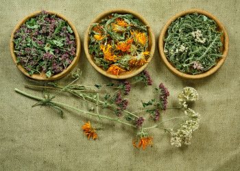 Από την Οδύσσεια στη Νευροεπιστήμη: Το μυστικό φάρμακο της Κίρκης