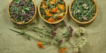 Από την Οδύσσεια στη Νευροεπιστήμη: Το μυστικό φάρμακο της Κίρκης