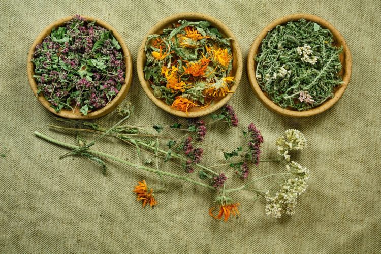 Από την Οδύσσεια στη Νευροεπιστήμη: Το μυστικό φάρμακο της Κίρκης