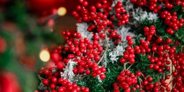 Γιατί το γκι ταυτίζεται με τα Χριστούγεννα;