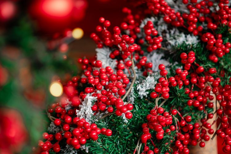 Γιατί το γκι ταυτίζεται με τα Χριστούγεννα;